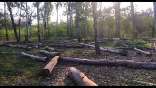 Deforestation video   trees cut down in forest deforestation [upl. by Ynettirb366]