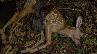 Deer Decomposition  Timelapse 4K [upl. by Celtic]