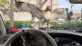 KITTEN ALMOST EATEN BY A HAWK with Comedic Commentary [upl. by Ahsii]