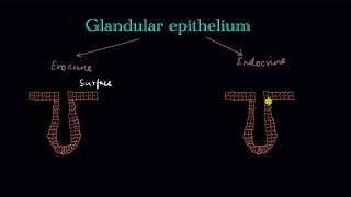 Glandular epithelium  Structural organization in animals  Biology  Khan Academy [upl. by Armillia845]