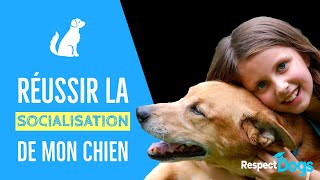 SOCIALISER MON CHIEN PARFAITEMENT [upl. by Forest]