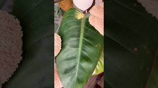 How to Dust the Leaves on Your Indoor Plants With a Microfiber Glove [upl. by Bushey559]