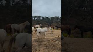 Connectedness is in the space between 🔗 thedailyherd holistichorse naturalhorsecare meditate [upl. by Anirahtak]