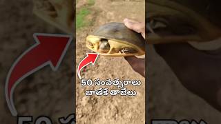 playing with tortoise 😭😭😭comedy madcreations funny farmers wildlife tortoise tortoiseslife [upl. by Lemahs856]