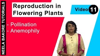 Reproduction in Flowering Plants  NEET  Pollination  Anemophily  Neela Bakore Tutorials [upl. by Eelorac]