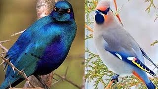 Les 7 Oiseaux Les Plus Beaux Et Exotiques Du Monde [upl. by Ecnedurp427]