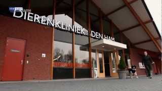 Dierenkliniek Den Ham [upl. by Novyak]