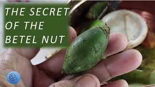 Betel Nut Chewing Effects [upl. by Azelea291]