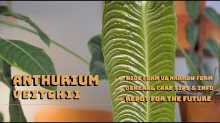 Anthurium Veitchii Wide vs Narrow General Care Tips [upl. by Nosylla]