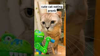 Making the cat upset funnyvideo cat prank [upl. by Zil422]