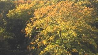 Autumn Reflections of Rudyard Lake [upl. by Novat]