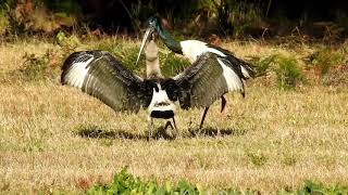 The Blacknecked Stork fledgling TomagoAustralia [upl. by Jelsma]