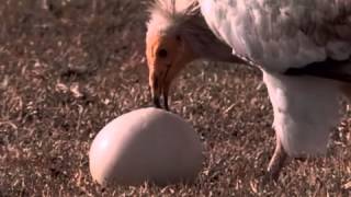 Geocore Shorts Animals Jackal Vs Ostrich Eggs Vs Vulture [upl. by Anidan]