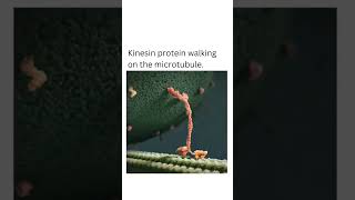 Kinesin protein walking on the microtubule shorts animation ✨ microtubule shorts viral [upl. by Leanna936]