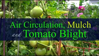 How to Prevent Tomato Blight 2024 [upl. by Schroder218]