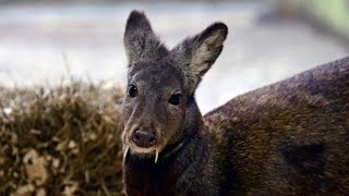 RARE KASHMIR MUSK DEER SEEN AGAIN  FIRST TIME IN 66 YEARS [upl. by Enelime]