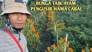 Kebun cabe serasa taman bunga di blang paku wih pesam bener meriah aceh [upl. by Palmer]