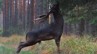 Ultra Rare All Black Deer Spotted in Forest [upl. by Hsreh]