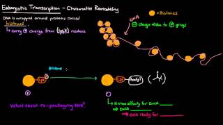 Chromatin Remodeling in Eukaryotes [upl. by Zile]