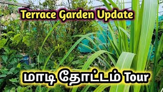 Terrace Garden Updateமாடி தோட்டம் MaadithottamSachu [upl. by Mckay120]