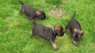 Kilcreggan Border Terrier puppies  5 weeks old [upl. by Olympias114]