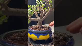 Crea un Bonsái de Jade Crassula Ovata [upl. by Yenetruoc]