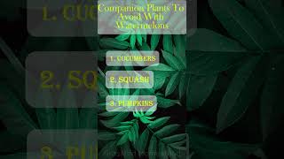 Companion Plants To Avoid With Watermelons gardening [upl. by Aiden]