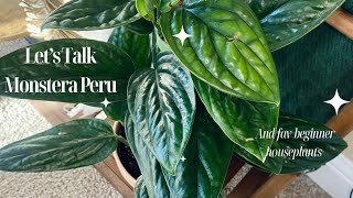 Monstera Peru care and best beginner houseplants Let’s Talk [upl. by Atsocal]