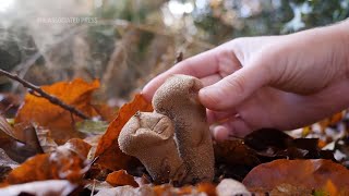 Fungi foraging in the heart of UK forests [upl. by Acherman]