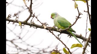 Roseringed Parakeet or Ringnecked Parakeet Psittacula krameri 1 [upl. by Noraa]