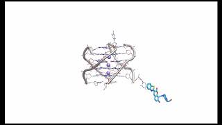 Ligand binding mechanism to DNA Gquadruplex [upl. by Doerrer]