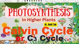 Calvin cycle  C3 cycle  Carboxylation Reduction Regeneration  3Phosphoglyceric acid  amitsir [upl. by Sherrill]