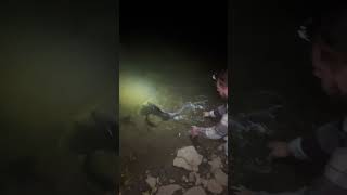 Releasing 6lb Striped Bass viralvideo fishing shortvideo night bigfish riverfishing [upl. by Nylyoj]