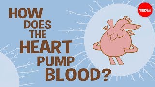 How the heart actually pumps blood  Edmond Hui [upl. by Frodi770]