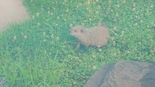 Cuteness Overload Fluffy Baby Groundhog Delights in Munching on Clover🍀 [upl. by Leen]