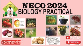 NECO 2024  BIOLOGY PRACTICAL SPECIMENS [upl. by Hashim]