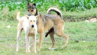 Cambo Rural DogsTibetan Mastiff Vs ChowChow [upl. by Also]