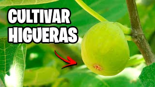 Como CULTIVAR HIGUERAS con Éxito 🌱 La GUÍA COMPLETA  La Huerta de Ivan [upl. by Lipson131]