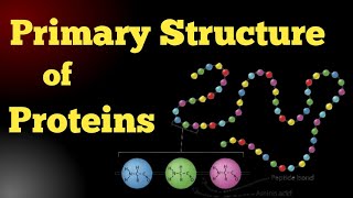 Primary Structure of Proteins  MCAT  Biochemistry [upl. by Edgerton]