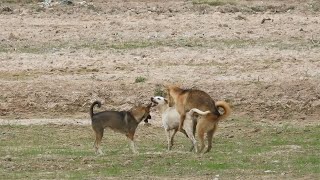 Happy meeting between Alopekis dogs and Cannan dogs on the rice field [upl. by Jervis]