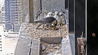 367 Collins St Falcons Dad Surprises Chicks with Rare Feeding 🐥🐥🐥 Till Mum Returns 🤭 2024 Oct 23 [upl. by Perpetua]