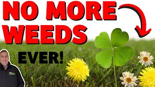 How to kill weeds in your lawn  clover daisy dandelions  WEED FREE LAWN the EASY way [upl. by Upali]