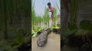 🎣 Fishing for LIFE in a Desi Village  A Day of Traditional Fishing in Rural Life 🌾 LifeLens [upl. by Aiouqes424]