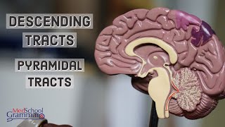 Central Nervous System Pyramidal Tracts [upl. by Cacia]