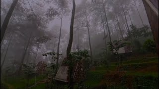 🔴 Rain and Thunder in Pine Forest 11 Hours of Blissful Insomnia Relief ASMR  Calming Rain [upl. by Okkin]