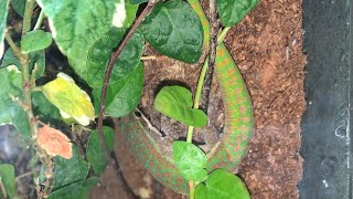 MALE BLUETAILED DAY GECKO UNBOXING Phelsuma cepediana [upl. by Meeker]