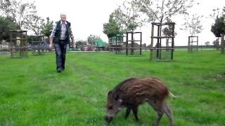 quotLolaquot  das zahme Wildschwein auf dem Erlebnisbauernhof Gertrudenhof [upl. by Aneehsar292]