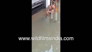 Twin stray dogs escape Gharial crocodile unscathed in close encounter during floods [upl. by Nivlag]