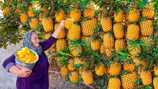 Lots of Harvested Fresh Pineapples Making Jam and Cake for Winter [upl. by Follansbee]