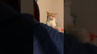 Cat Disapproves Owner’s Attempt to Discipline It [upl. by Selemas]